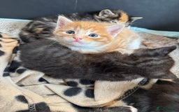 Maine Coon cats for sale: 5 beautiful kittens  - Image 16