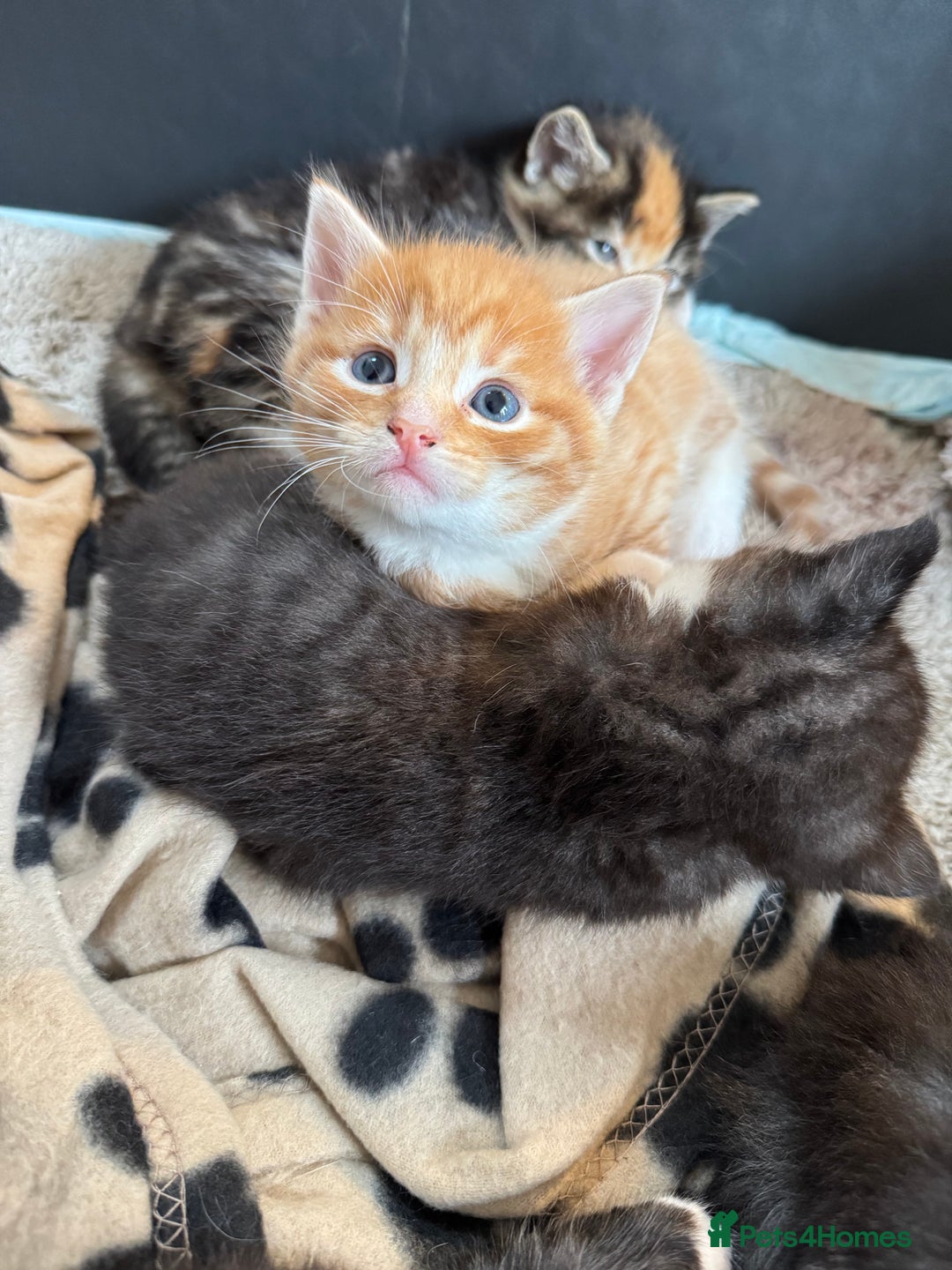 Maine Coon cats for sale: 5 beautiful kittens  - Image 16