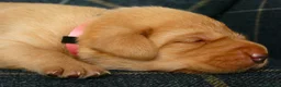 Labrador Retriever dogs for sale: KC registered Fox red labradors in Peterborough - Advert 9