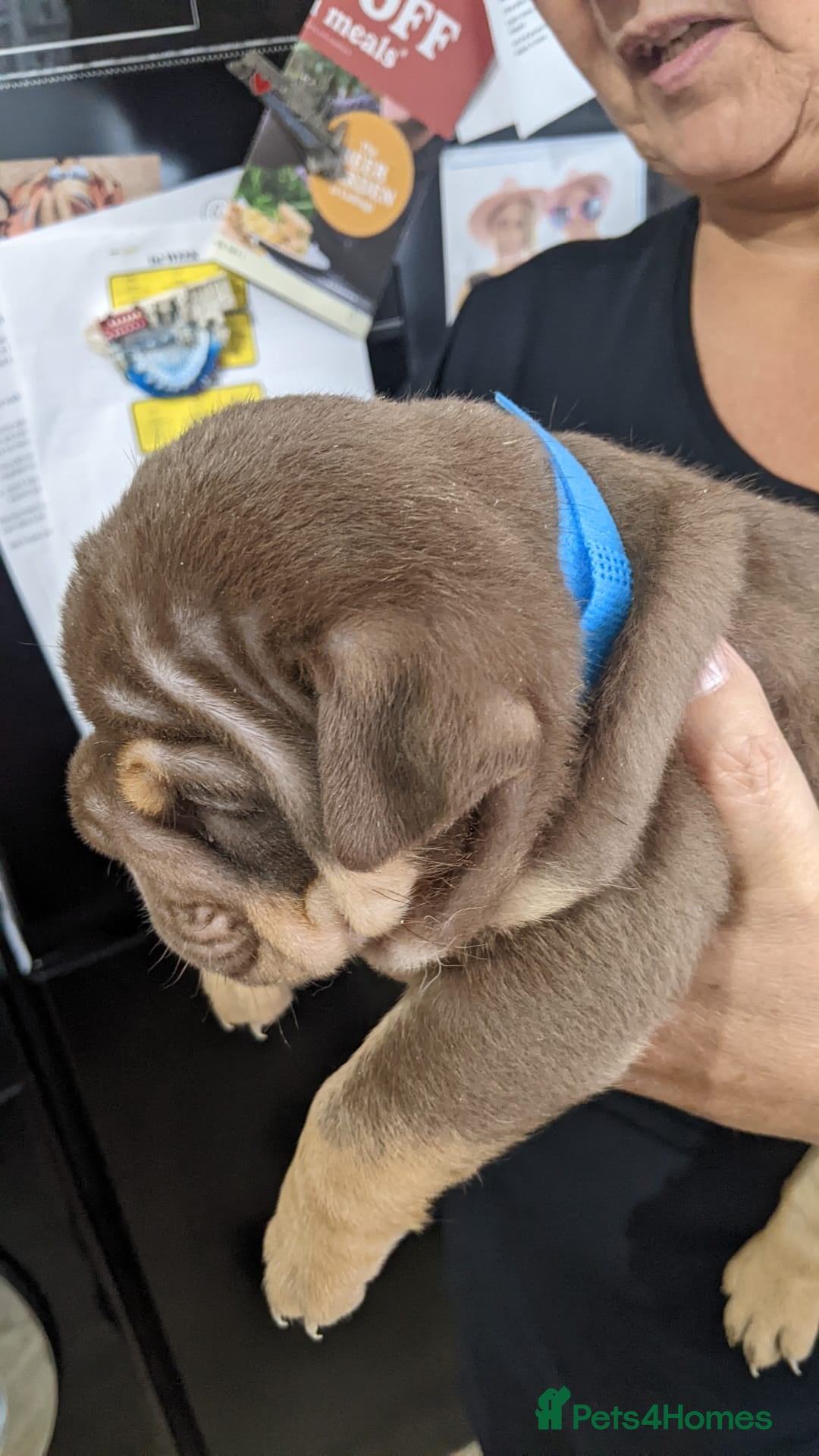 English Bulldog dogs for sale: Forever homes  - Image 16