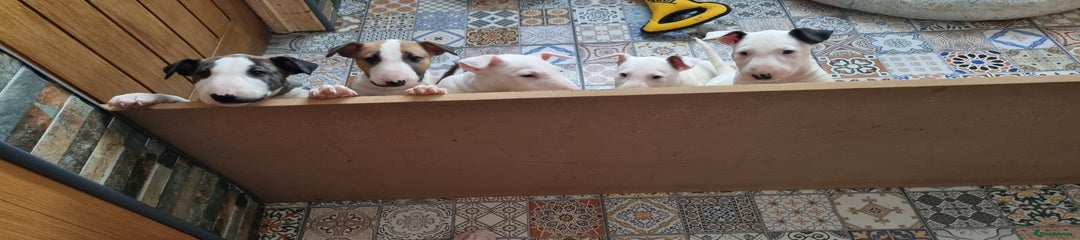 English Bull Terrier Puppy 2