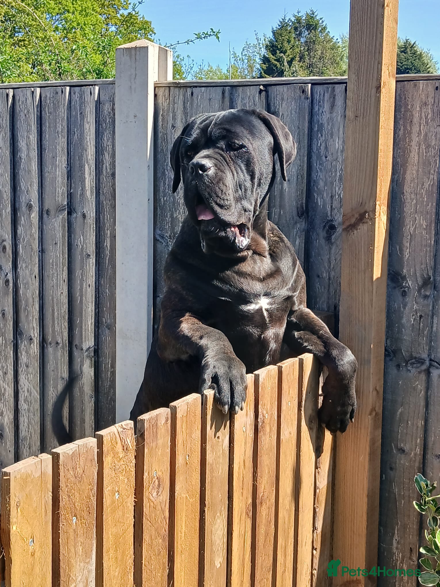 Cane Corso dogs My boy zeus stud - Advert 6