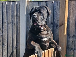 Cane Corso dogs My boy zeus stud - Advert 6