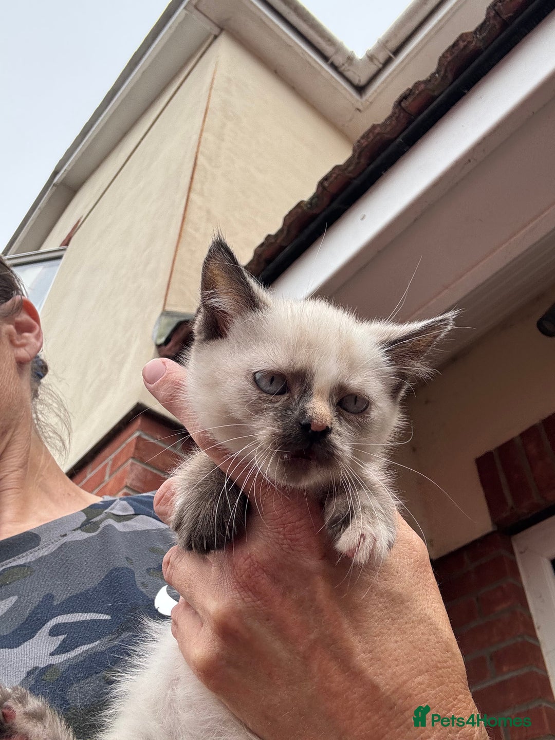 Mixed Breed cats for sale: Persian cross Ragdoll kittens real stunners - Image 19