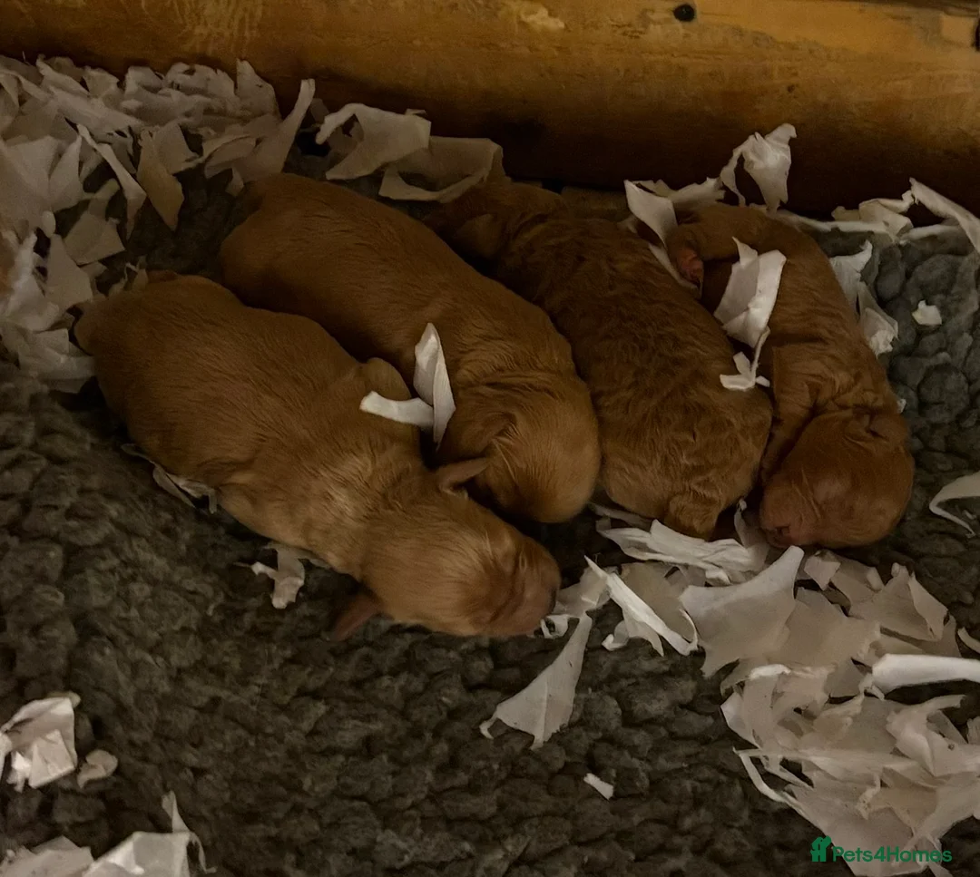 Cockapoo dogs for sale: Outstanding Miniature F1B Cockapoo Male Puppies - Advert 10