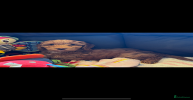 Cavapoo dogs - Advert 11