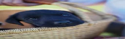 Labrador Retriever dogs for sale: Beautiful Black Labrador Pups  - Advert 9