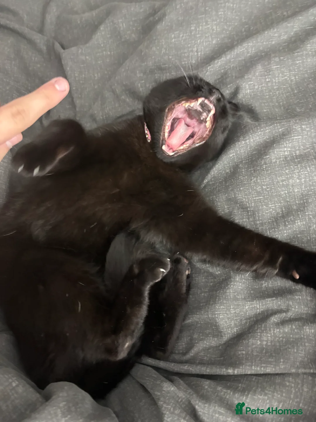 Bombay cats for sale: 5year old pheobe - Advert 7