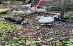 Ducks poultry for sale: Muscovy ducklings  - Image 4