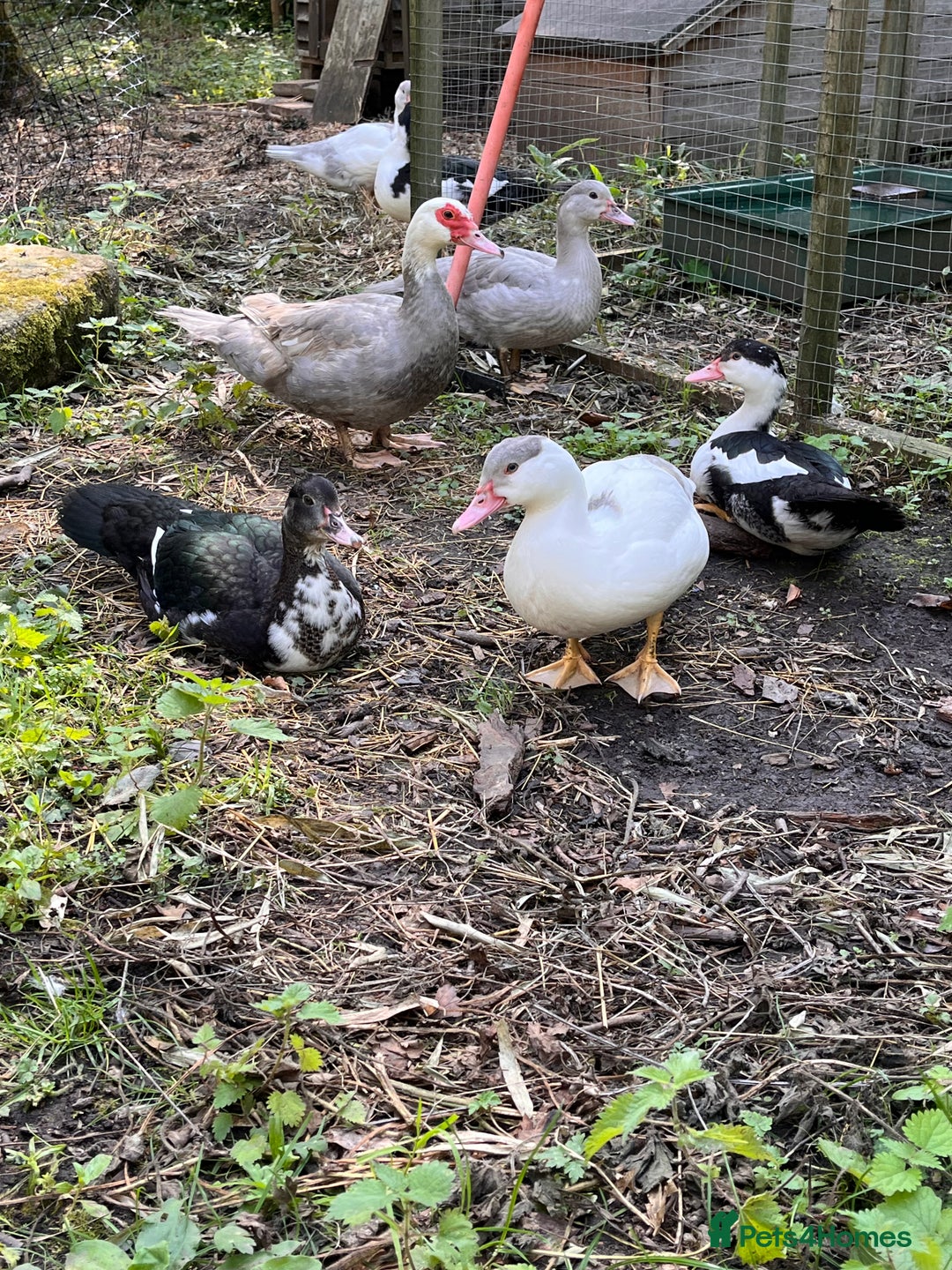 Ducks poultry for sale: Muscovy ducklings  - Image 4