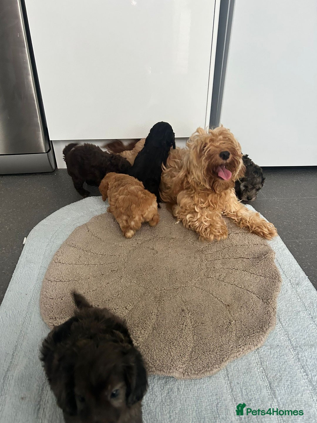 Cockapoo dogs for sale: Beautiful coloured cockapoo pups - Image 2