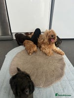 Cockapoo dogs - Advert 4