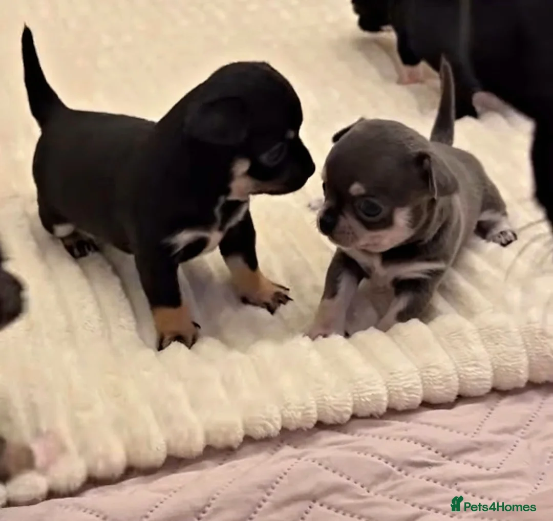 Chihuahua dogs for stud: KC reg-Health tested-PROVEN  - Advert 30