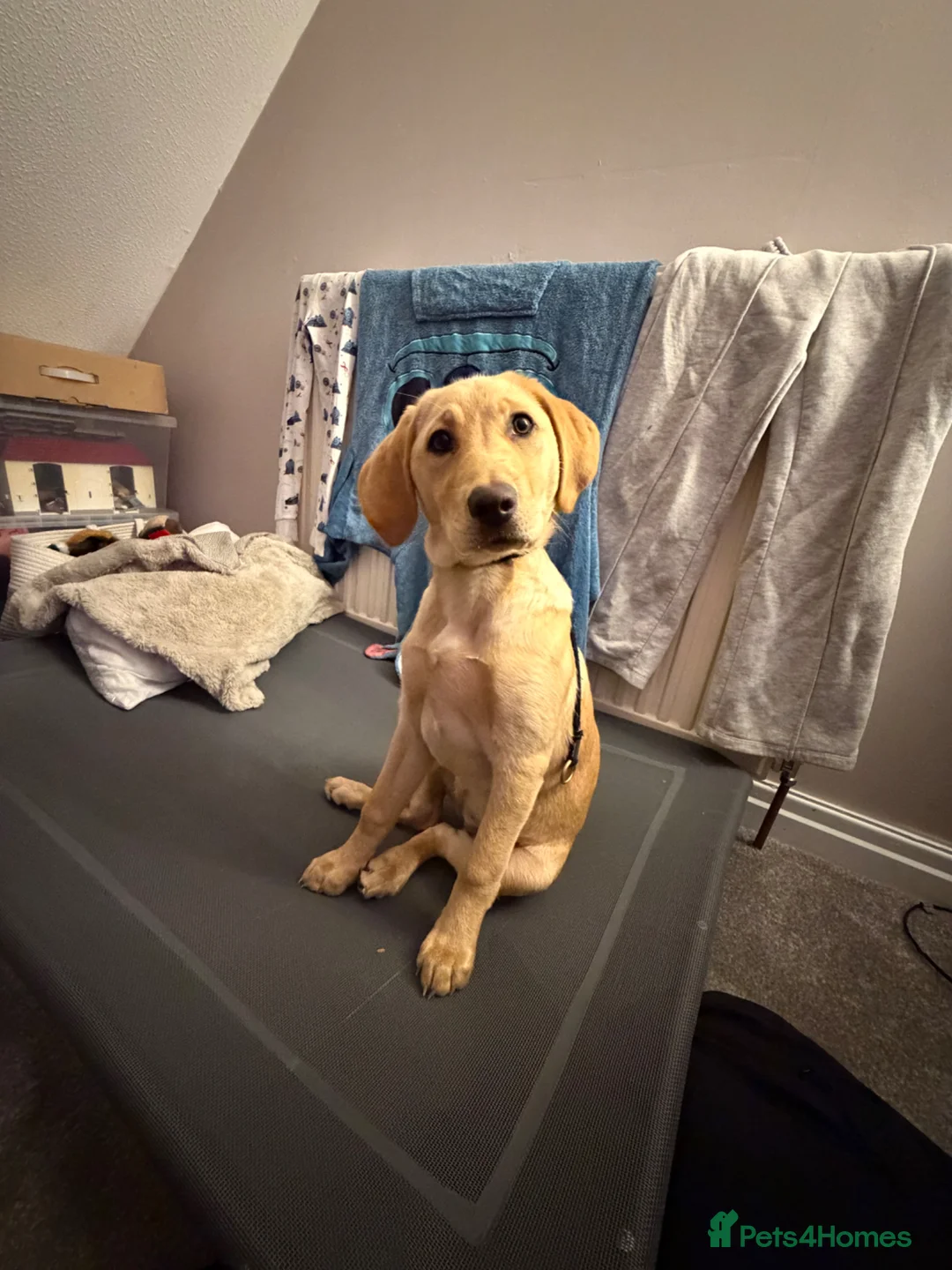 Labrador Retriever dogs for sale: 6 month old female Labrador pedigree dog trust - Advert 6