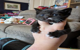 Domestic Shorthair cats for sale: 3 Kittens for Sale - Image 5