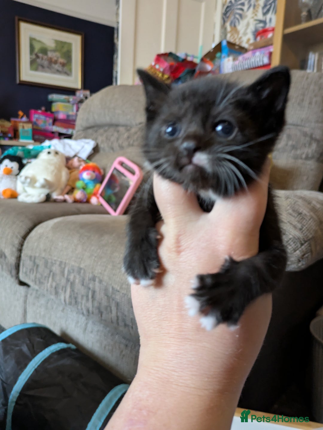 Domestic Shorthair cats for sale: 3 Kittens for Sale - Image 5