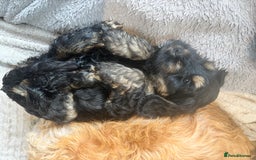 Cockapoo dogs for sale: Beautiful, Rare Cockapoo Puppies – Ready 17th Nov - Advert 18