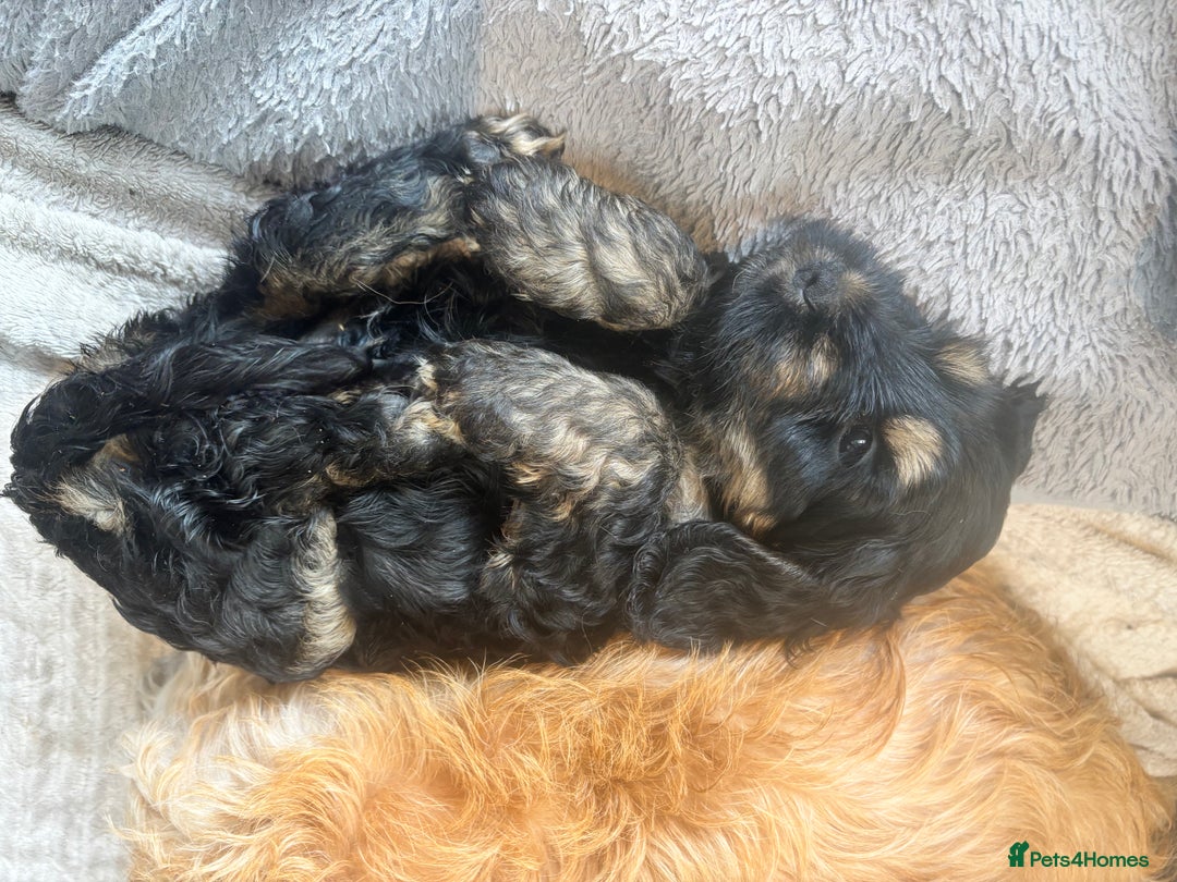 Cockapoo dogs for sale: Beautiful, Rare Cockapoo Puppies – Ready 17th Nov - Advert 18