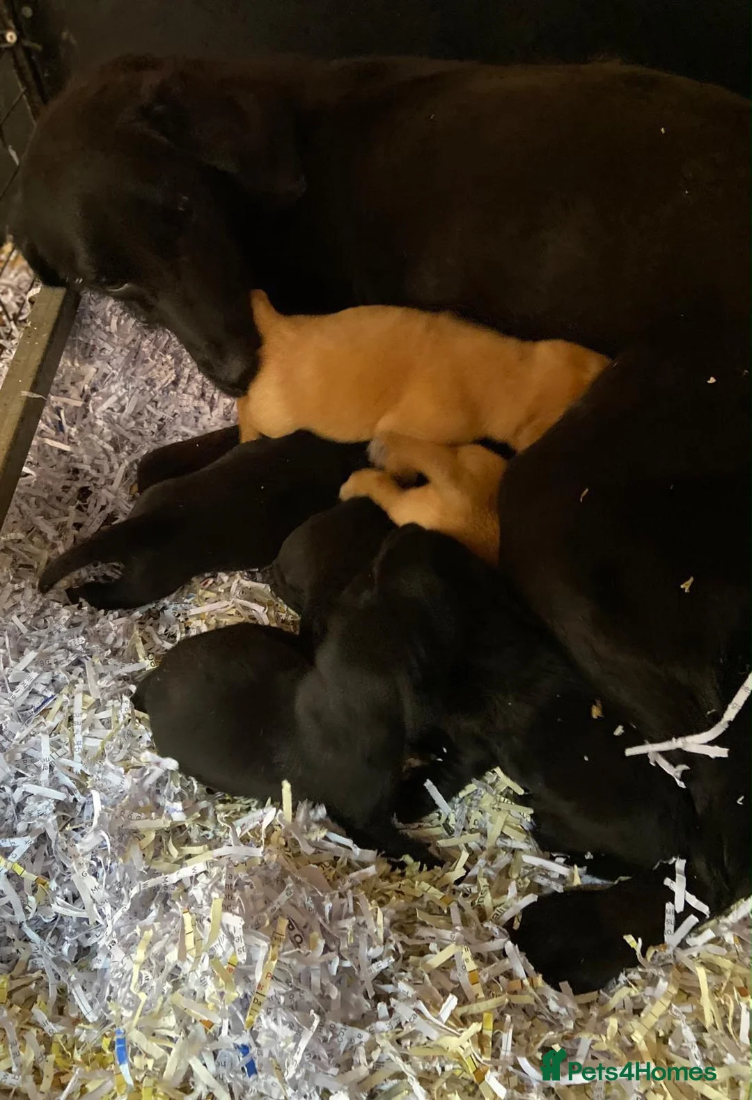 Labrador Retriever dogs for sale: kc registered labrador pups in Stafford - Advert 2