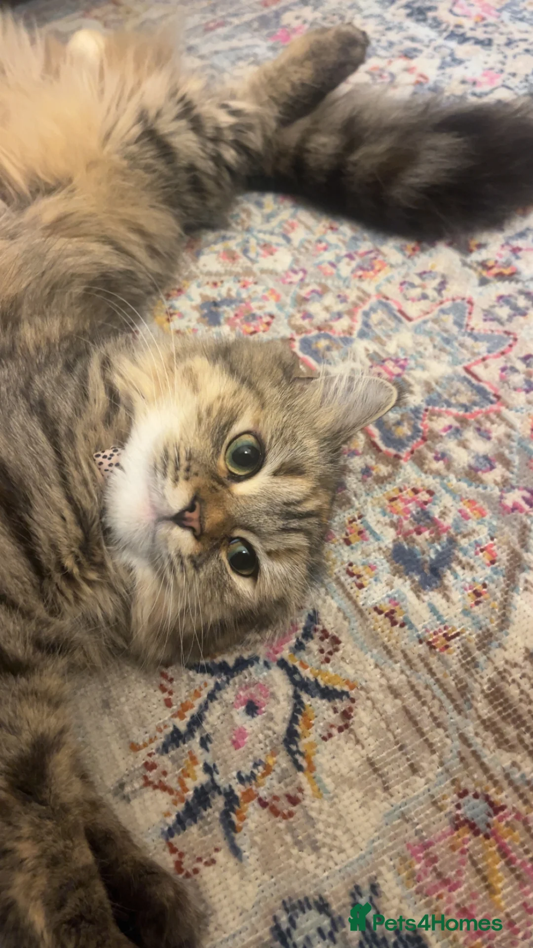 Siberian cats for sale: Pure Siberian Hypoallergenic Kitten  - Advert 2