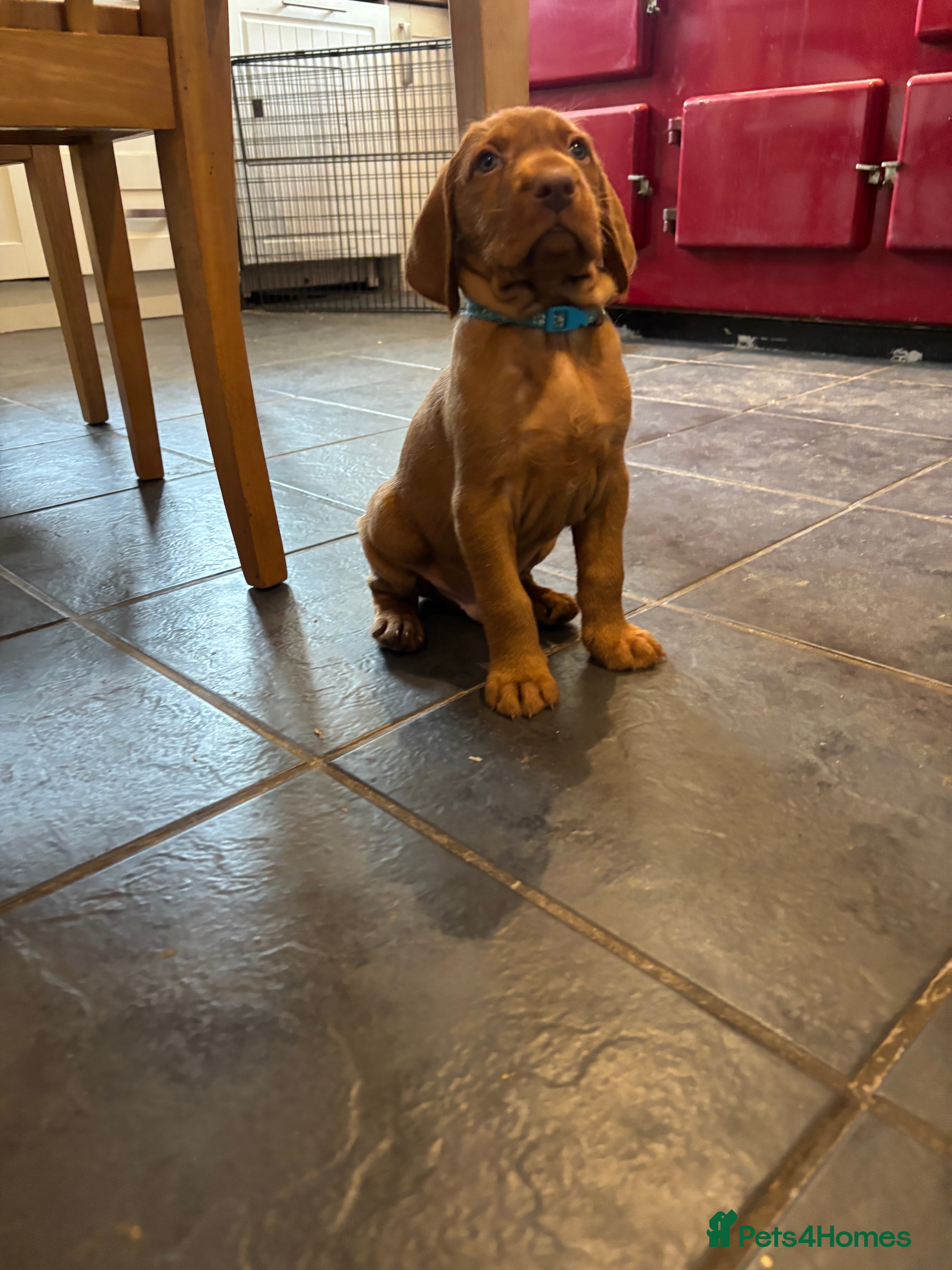Hungarian Vizsla dogs Non registered Wire haired Hungarian vizsla pups - Advert 2