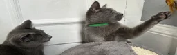 Russian Blue cats for sale: Russian Blue Kittens  - Advert 5