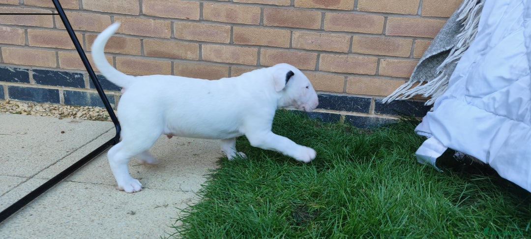 English Bull Terrier dogs for sale: KCRegistered English Bull Terrier Puppies–Top Line - Image 25