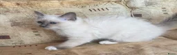 Birman cats for sale: Strong healthy Birman babies available  in Peacehaven - Advert 12