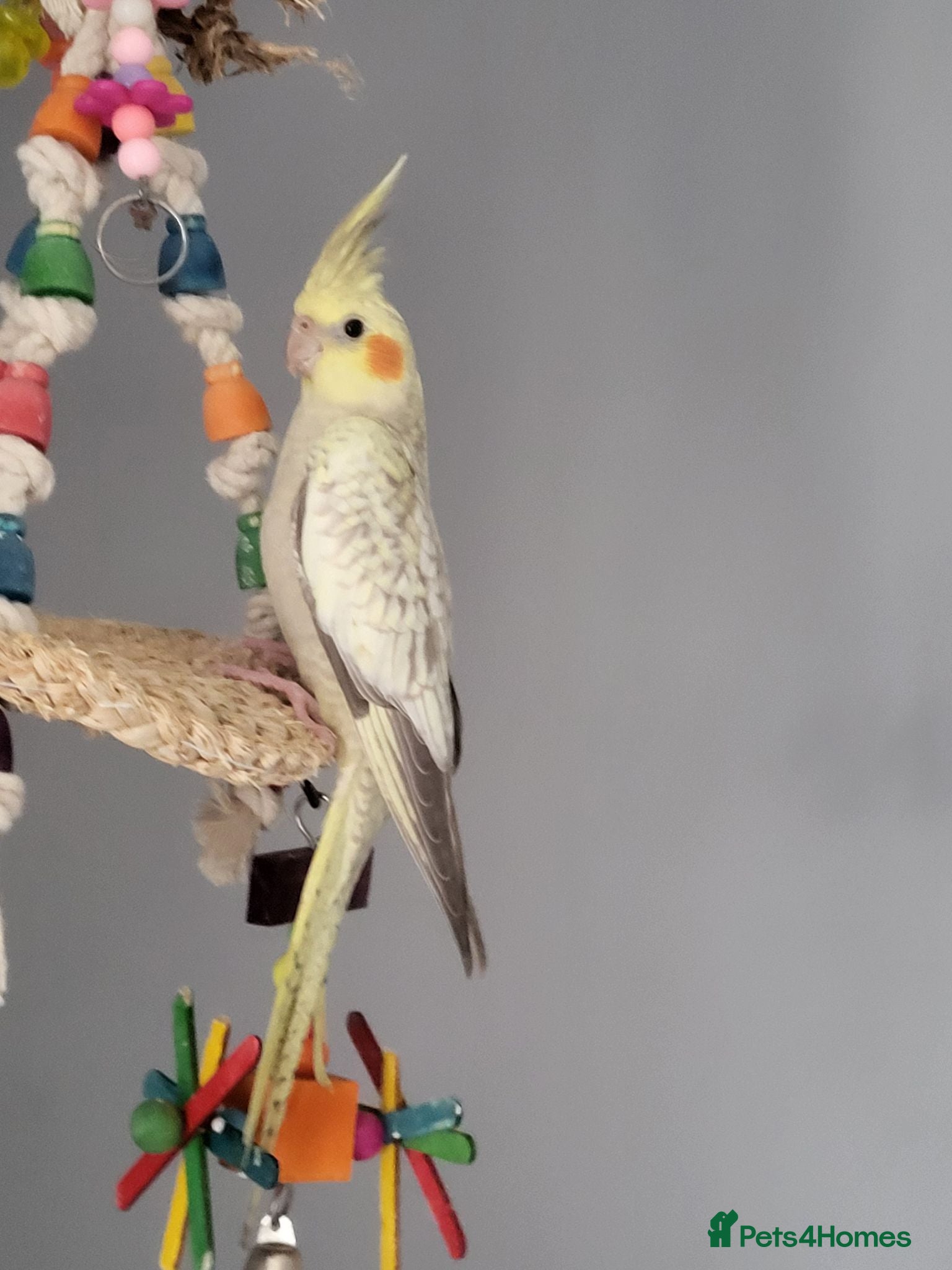 Cockatiels birds Baby cockatiels - Advert 18