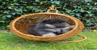 Pomeranian dogs - Advert 1
