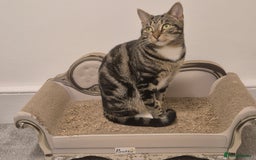 Domestic Shorthair cats for sale: Majestic Cat looking for a loving home - Image 2