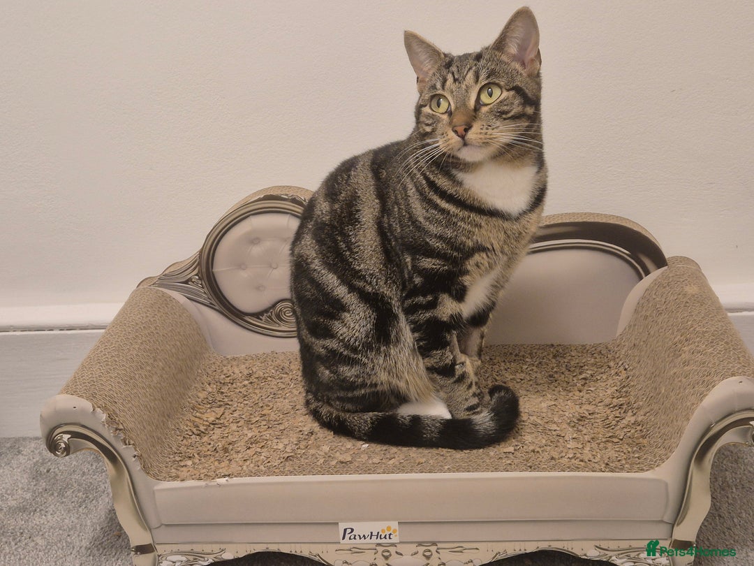 Domestic Shorthair cats for sale: Majestic Cat looking for a loving home - Image 2