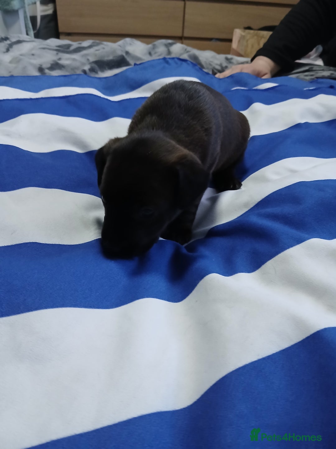 Patterdale Terrier dogs for sale: Puppies  - Advert 4