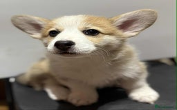 Welsh Corgi Pembroke dogs for sale: 3 Welsh Pembrokeshire Corgis - Image 3