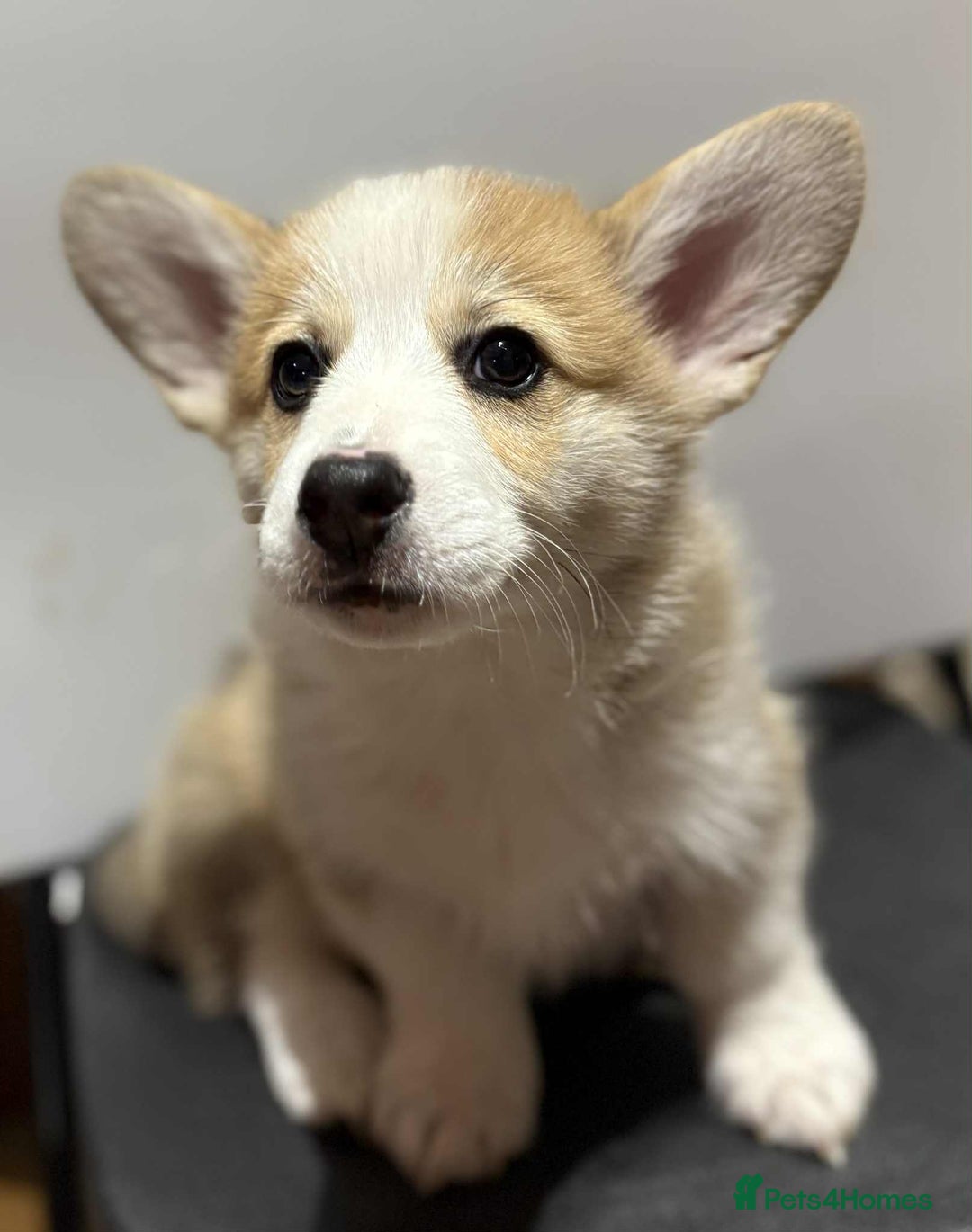 Welsh Corgi Pembroke dogs for sale: 3 Welsh Pembrokeshire Corgis - Image 3