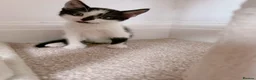 Mixed Breed cats for sale: London, black and white male kitten - Advert 2