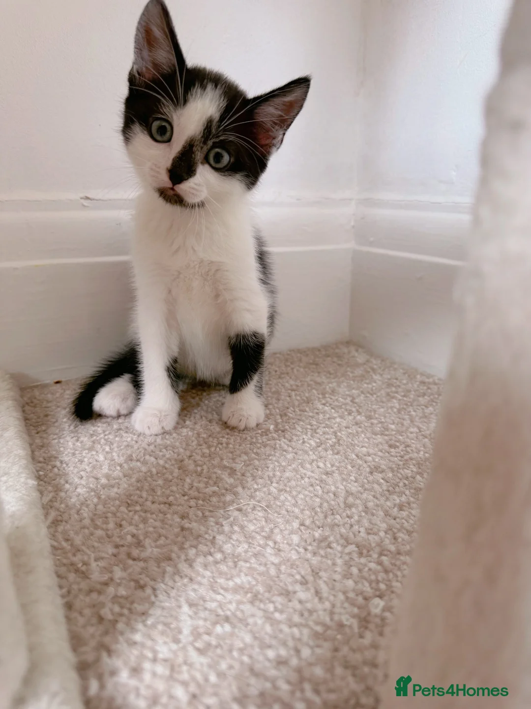 Mixed Breed cats for sale: London, black and white male kitten - Advert 2