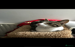 American Shorthair cats for sale: Milo 7 month old kitten in London - Image 1