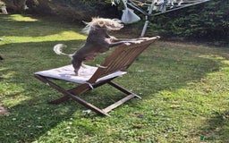 Mixed Breed dogs for sale: Chinese crested X toy poodle (crestipoo) - Image 4