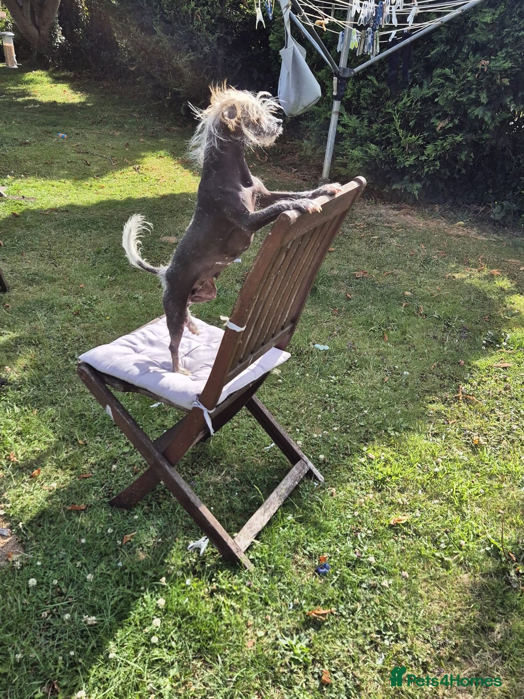 Mixed Breed dogs for sale: Chinese crested X toy poodle (crestipoo) - Image 4