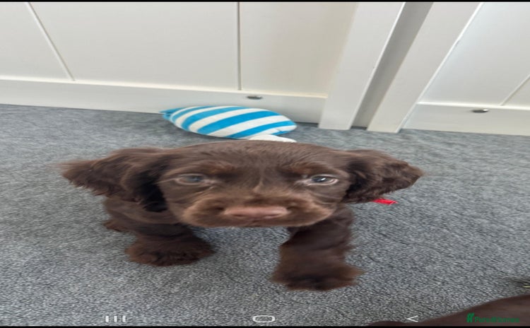Cocker Spaniel dogs - Advert 3