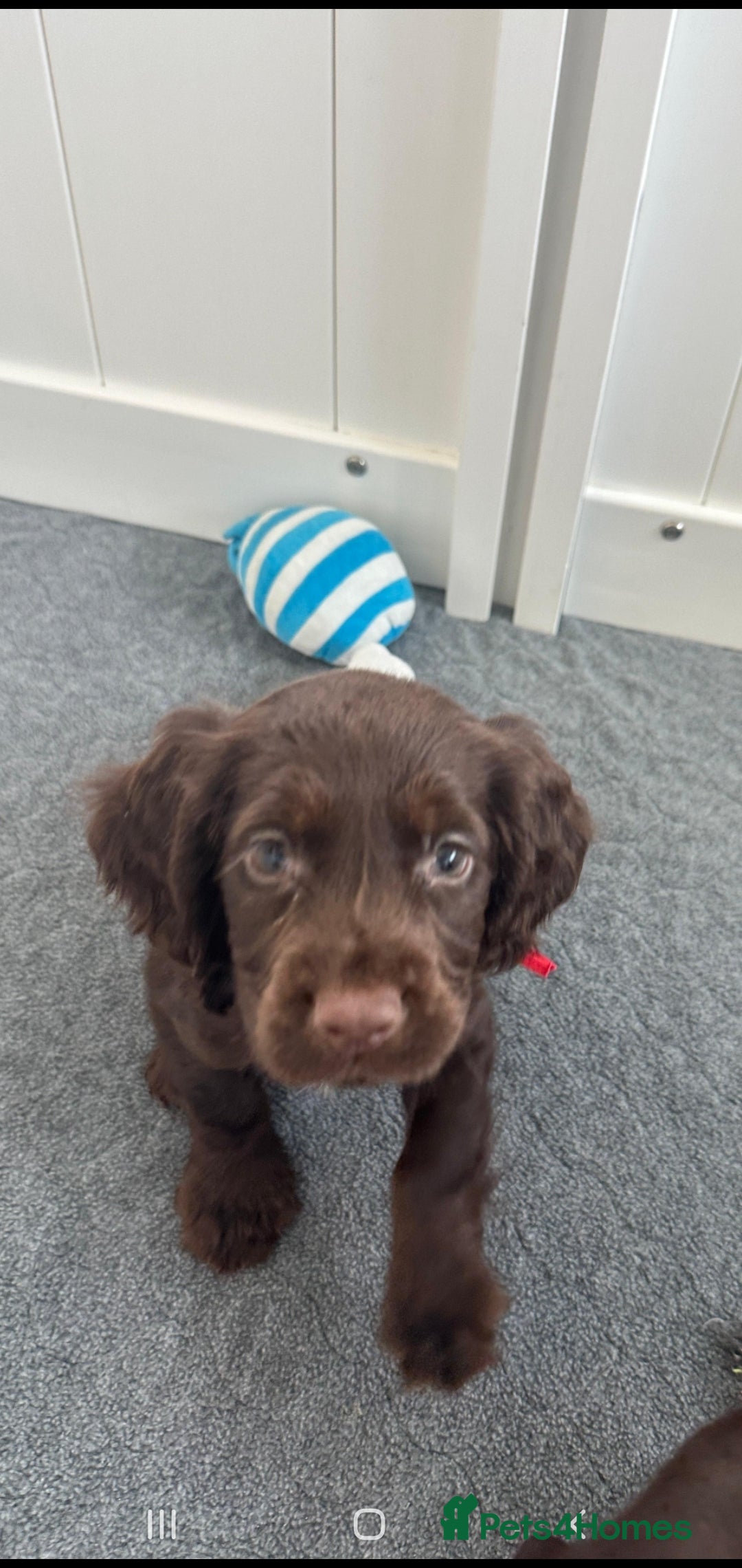 Cocker Spaniel dogs for sale: Kc registered cocker spaniel puppies - Image 1