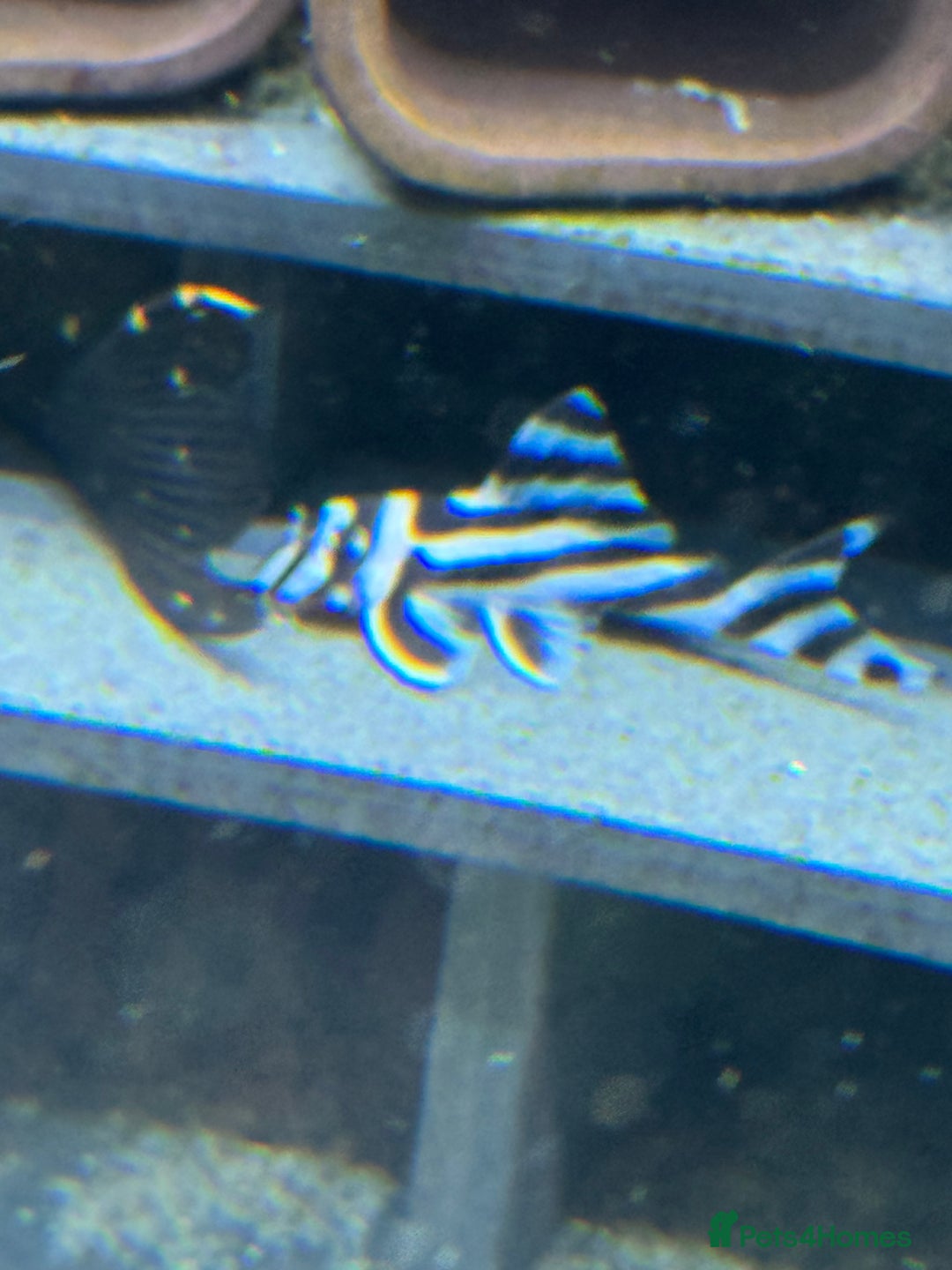 Plecos fish for sale: Zebra Plecos L046 - Advert 3