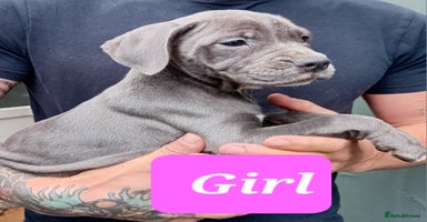 Mixed Breed dogs - Advert 11