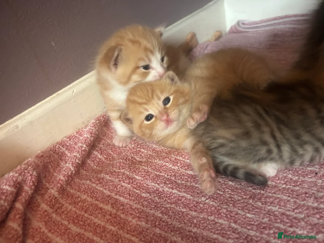 Turkish Van cats for sale: Beautiful little kittens  - Advert 2