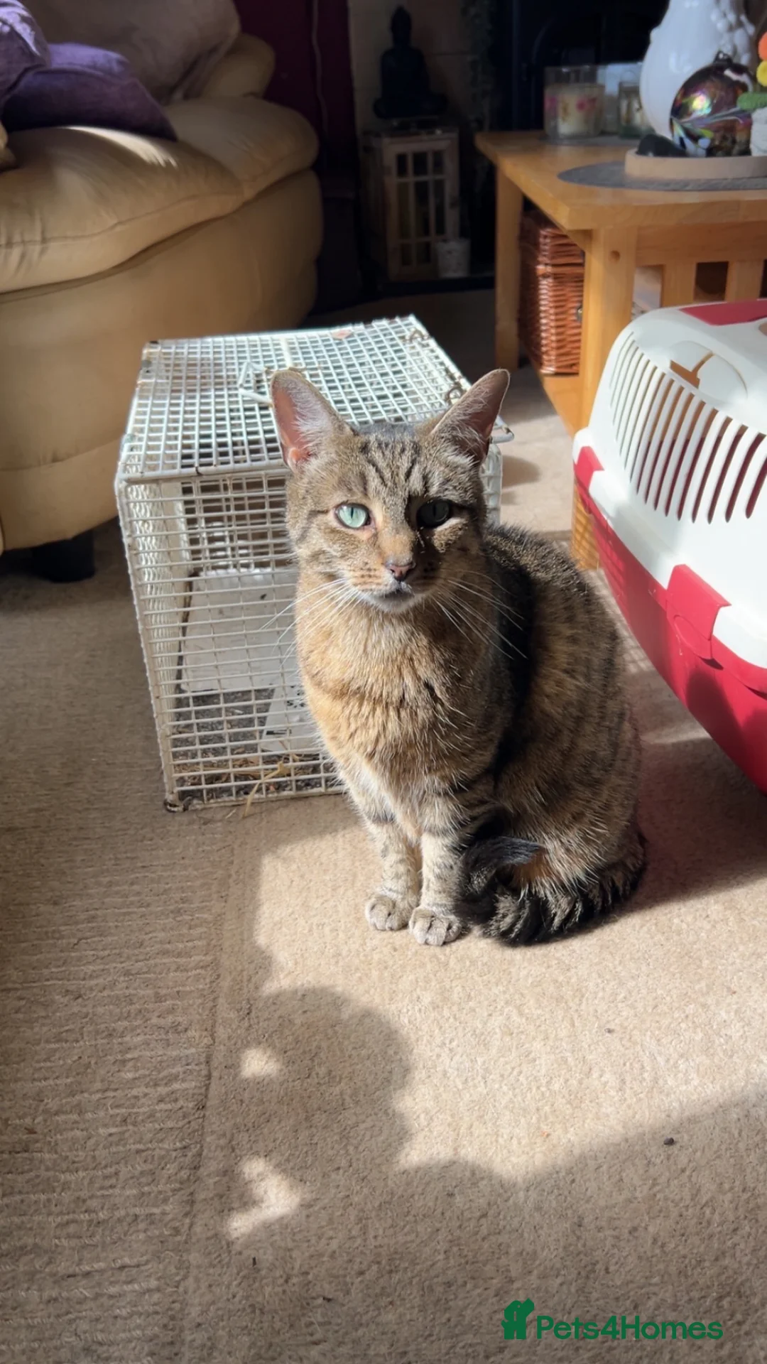 British Shorthair cats for adoption: Sheriff - URGENT in Ballindalloch - Advert 2