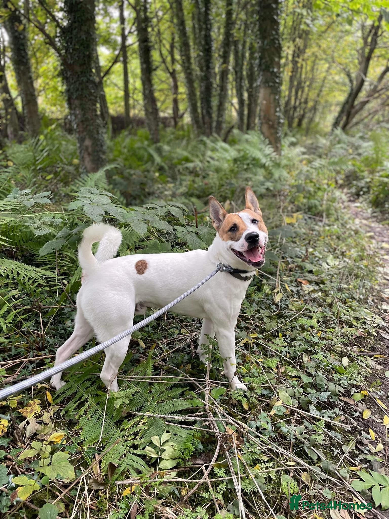 Mixed Breed dogs Bailey — Looking for His Second Chance ❤️ - Advert 1