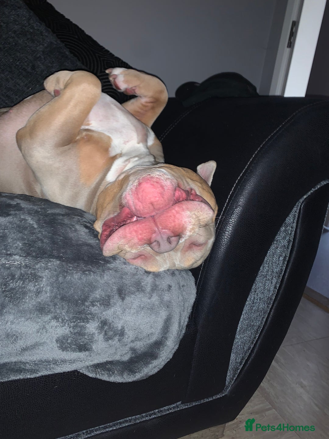 American Bully dogs for stud: Bolic The Bully/Pocket TTPG - Image 4