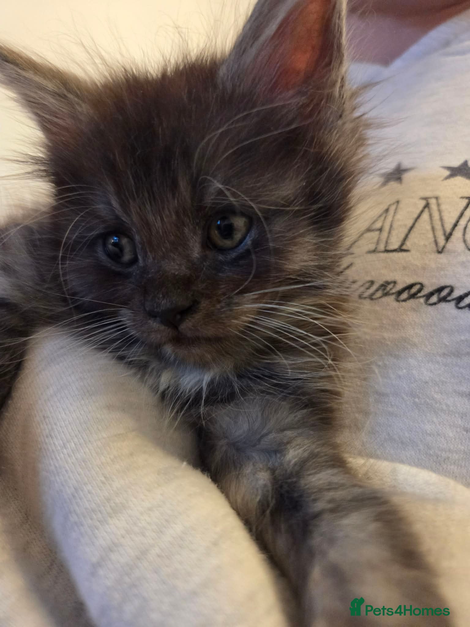 Maine Coon cats Maine Coon kittens  - Advert 2