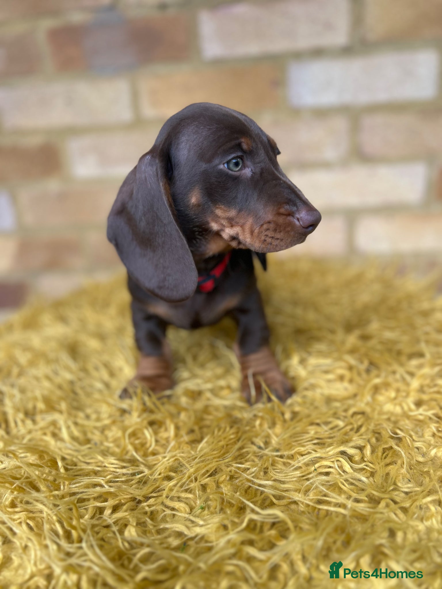 Dachshund dogs for sale: Only ONE Girl left Standard dachshund - Advert 17